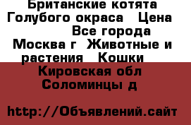 Британские котята Голубого окраса › Цена ­ 8 000 - Все города, Москва г. Животные и растения » Кошки   . Кировская обл.,Соломинцы д.